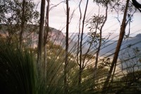 Bush walking in the Blue Mountains