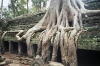 Ta Prohm