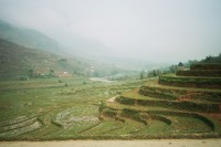 Rice fields