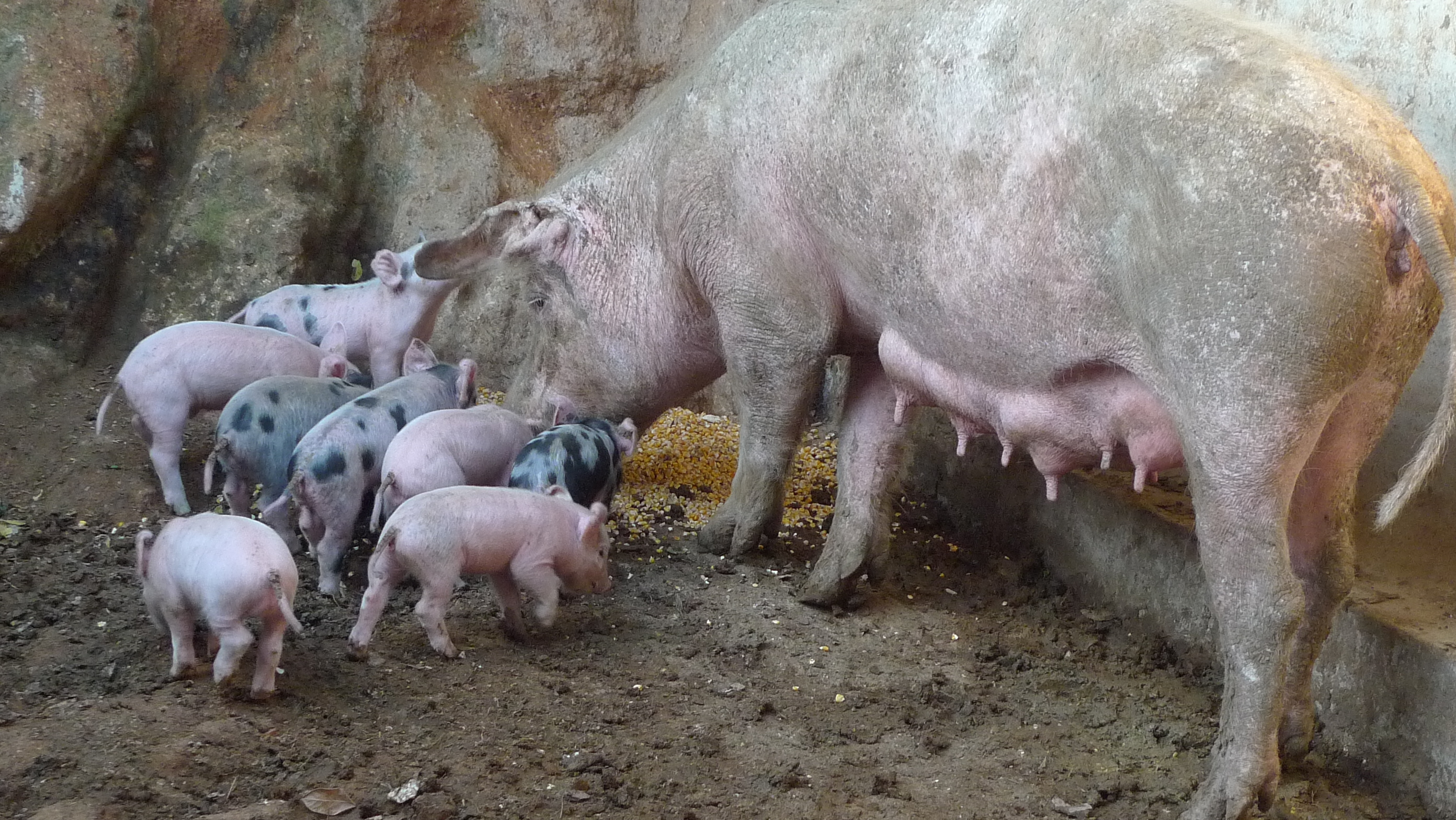 Pigs in Francesco's hinterland