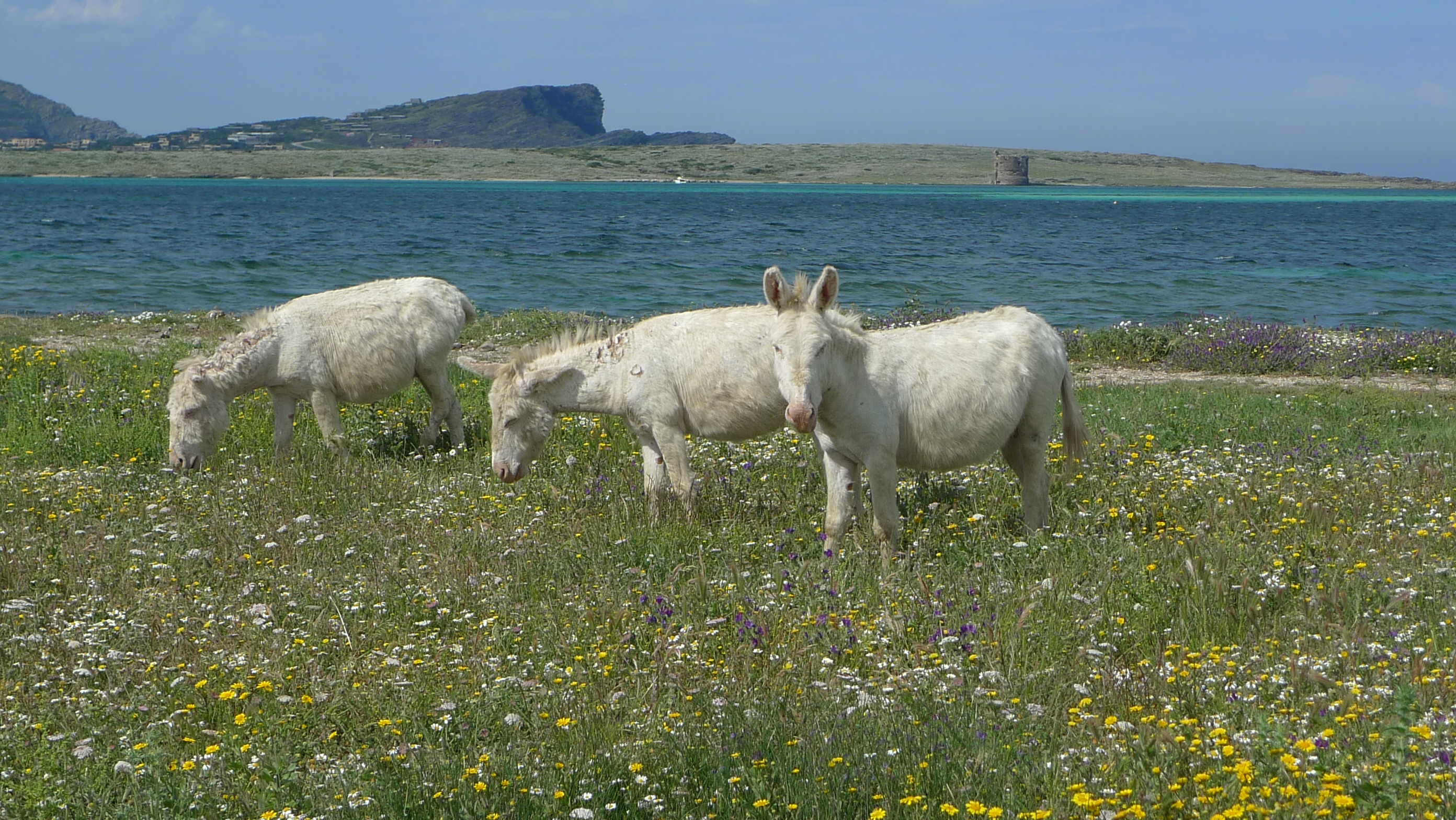 Asinara White Donkey Island