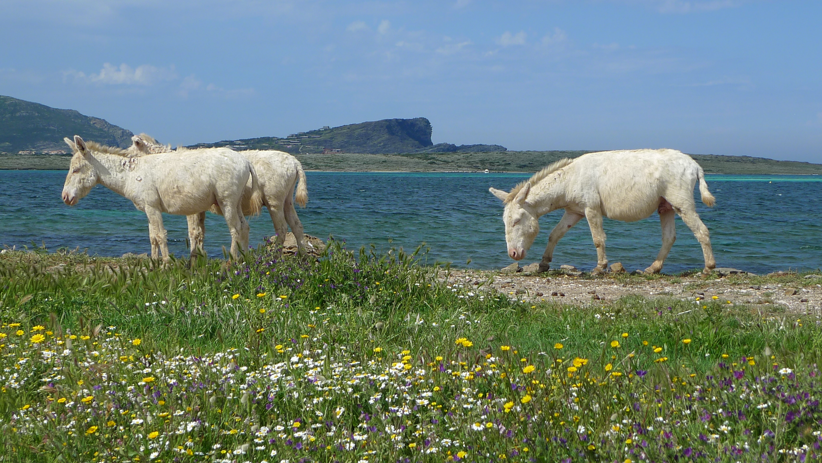 Asinara White Donkey Island