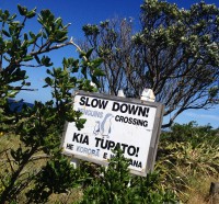 Slow down - Penguins Crossing!