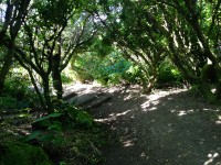 Running through dense bush