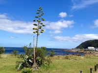 Kiwi tree